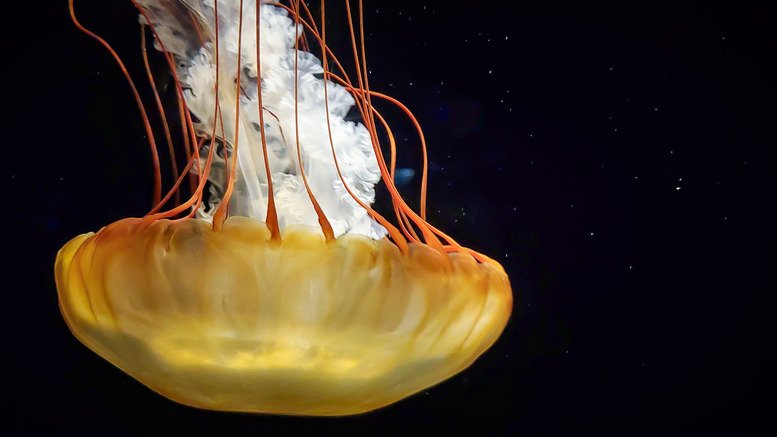 Verayea Famous Places: Visiting the New England Aquarium, Boston - Verayea